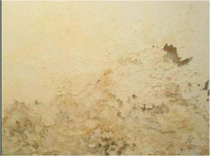 salpêtre sur enduits intérieurs : Mur-Assechement