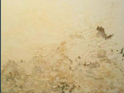 salpêtre sur enduits intérieurs