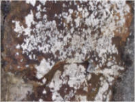 mousses,lichens
