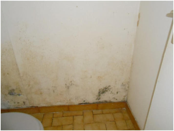 moisissures sur placo plâtre : Mur-Assechement