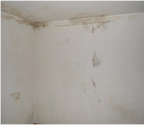 moisissures plafond : Mur-Assechement